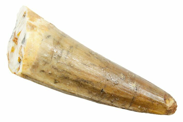 Fossil Spinosaurus Tooth - Real Dinosaur Tooth #362924